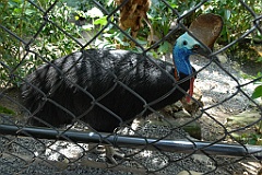 0717 Birdworld Kuranda